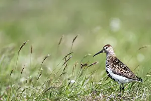 Negative Space Prints: Dunlin (Calidris alpina) in grassland, Shetland Islands, Scotland, UK. June