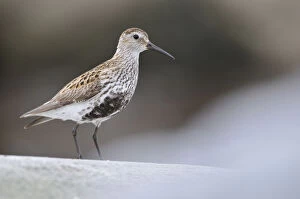 Images Dated 15th June 2012: Dunlin (Calidris alpina) perching on a rock, Outer Hebrides, Scotland, UK, June