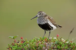 Sandpiper Prints: Dunlin (Calidris alpina) portrait, Varanger, Norway. July