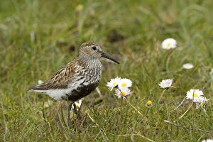 Images Dated 8th June 2015: Dunlin (Calidris alpina) small wader with young in machair. North Uist, Scotland, UK, June