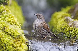 Dunnock (Prunella modularis) bathing, Wiltshire, UK, April