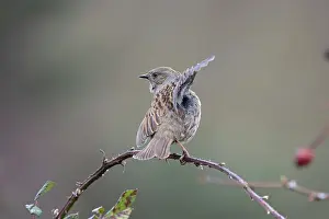 Territories Prints: Dunnock (Prunella modularis) perched on branch performing wing flapping display