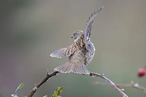 Territories Prints: Dunnock (Prunella modularis) perched on branch performing wing flapping display