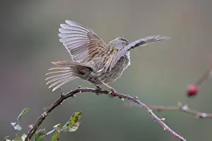 Territorial Prints: Dunnock (Prunella modularis) perched on branch performing wing flapping display