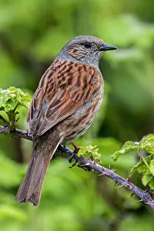 Hedge Accentor Prints: Dunnock (Prunella modularis) perched in thorny Blackberry bush in spring