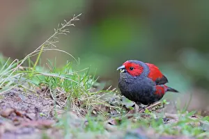 Estrildid Prints: Dusky crimsonwing (Cryptospiza jacksoni) feeding on seeds on the ground