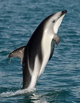Dolphins Gallery: Dusky dolphin {Lagenorhynchus obscurus} leaping at surface, Kaikoura, South Island