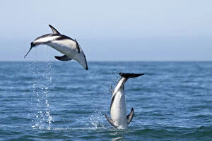 Dusky dolphins (Lagenorhynchus obscurus) courting pair leaping from the sea, Kaikoura