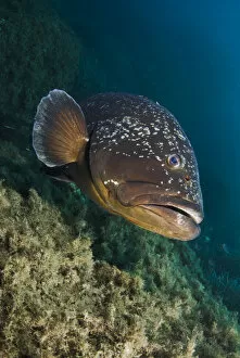 Images Dated 14th September 2008: Dusky grouper (Epinephelus marginatus) Cala di Grecu, Lavezzi Islands, Corsica, France