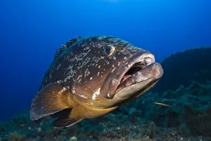 Images Dated 18th September 2008: Dusky grouper (Epinephelus marginatus) Merouville ( grouper City )