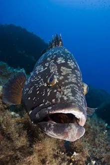 Dusky grouper (Epinephelus marginatus) Merouville ( grouper City )