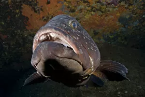 Dusky grouper (Epinephelus marginatus) with mouth open, Merouville ( grouper