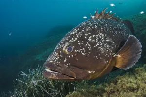 Images Dated 14th September 2008: Dusky Grouper (Epinephelus marginatus) by seagrass, Endangered, Cala di Grecu, Lavezzi Islands