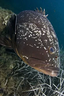 Images Dated 14th September 2008: Dusky grouper (Epinephelus marginatus) by seagrass, Cala di Grecu, Lavezzi Islands