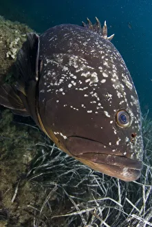 Images Dated 14th September 2008: Dusky grouper (Epinephelus marginatus) by seagrass, Cala di Grecu, Lavezzi Islands