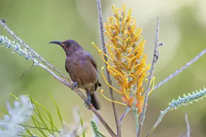 Proteanae Prints: Dusky honeyeater (Myzomela obscura) perched on Grevillea (Grevillea sp)
