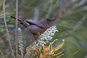 Proteanae Prints: Dusky honeyeater (Myzomela obscura) perched on Grevillea (Grevillea sp) flower