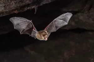 Images Dated 8th June 2021: Dusky leaf-nosed bat (Hipposideros ater) flying out of daytime cave roost in a sandstone