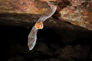 Cave Prints: Dusky leaf-nosed bat (Hipposideros ater) in flight