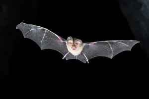 Micro Bat Prints: Dusky leaf-nosed bat (Hipposideros ater) in flight