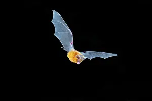 Micro Bat Prints: Dusky leaf-nosed bat (Hipposideros ater) in flight at night
