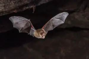 Western Australia Prints: Dusky leaf-nosed bat (Hipposideros ater) flying out of daytime cave roost in a sandstone