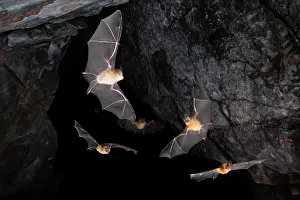Dusky leaf-nosed bats (Hipposideros ater) emerging frrom a cave at dusk, Adelaide River Hills, Northern Territory, Australia. Composite image