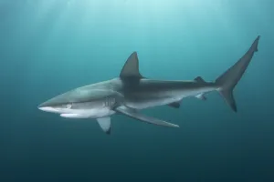 Dusky shark (Carcharhinus obscurus) swimming through light rays during sardine run Dusky shark (Carcharhinus obscurus) swimming through light rays during sardine run