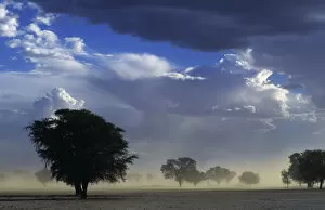 Images Dated 23rd November 2007: Dust storm Kalahari Gemsbok NP South Africa, summer