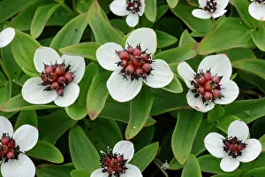 Varanger Prints: Dwarf cornel (Cornus suecica) in flower, Varanger, Norway. July