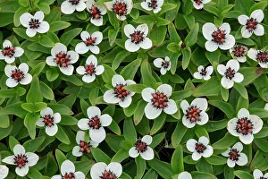 Varanger Prints: Dwarf cornel (Cornus suecica) in flower, Varanger, Norway. July