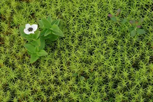Mosses Prints: Dwarf cornel (Cornus suecica) in flower among moss, Varanger, Norway. July