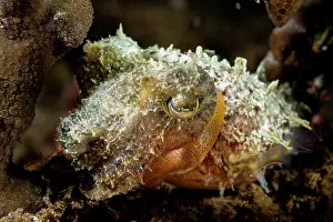 Sepiidae Prints: Dwarf cuttlefish (Sepia bandensis) on a coral reef