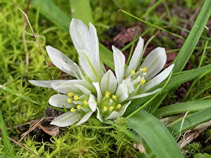 Herbs Prints: Dwarf garlic (Allium chamaemoly) in flower, Piombino, Tuscany, Italy. February