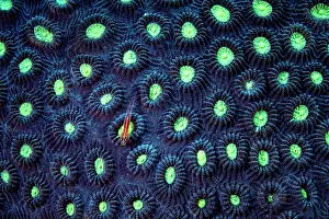 Goby Prints: Dwarf goby (Bryaninops sp.) resting on hard coral