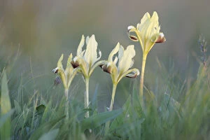 Four Dwarf irises (Iris pumila) in flower, Rostovsky Nature Reserve Rostov Region