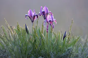 Images Dated 25th April 2008: Dwarf irises (Iris pumila) flowering, Rostovsky Nature Reserve, Rostov Region, Russia