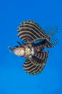 Dwarf lionfish (Dendrochirus brachypterus) opens its awingsa (in fact enlarged pectoral