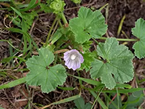 Mallow Prints: Dwarf mallow (Malva neglecta) in flower