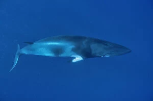 Images Dated 26th September 2014: Dwarf Minke whale (Balaenoptera acutorostrata) Great Barrier Reef, Australia. Coral Sea