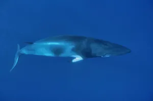 Balaenoptera Prints: Dwarf Minke whale (Balaenoptera acutorostrata) Great Barrier Reef, Australia. Coral Sea