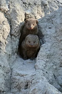 November 2022 Highlights Gallery: Two Dwarf mongoose (Helogale parvula) peering out of their burrow in termite mound, Okavango Delta
