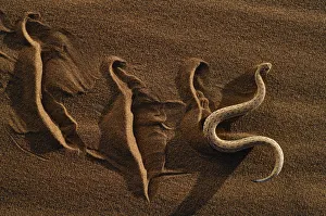 Dwarf puff adder / Peringueys Sidewinding Adder (Bitis peringueyi) moving over