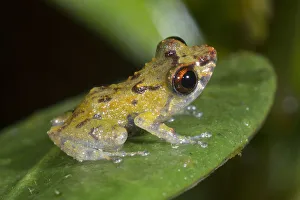 Dwarf rainfrog (Pristimantis minimus) a very small species 12-16mm in length