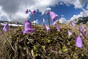 Primulaceae Prints: Dwarf snowbell (Soldanella pusilla) in flower on mountainside, Austrian Alps, June