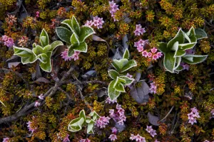 Tundra Prints: Dwarf willow (Salix herbacea) and alpine azalea (Loiseleuria procumbens) flowering