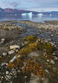 2020 January Highlights Collection: Dwarf willows add color along a small glacial stream before icebergs in Hare Fjord