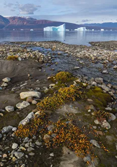 Arctic Ocean Prints: Dwarf willows add color along a small glacial stream before icebergs in Hare Fjord