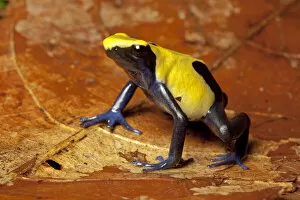 Images Dated 13th May 2021: Dyeing poison dart frog (Dendrobates tinctorius), Citronella form