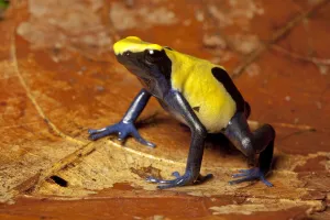 Images Dated 13th May 2021: Dyeing poison dart frog (Dendrobates tinctorius), Citronella form